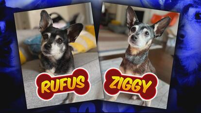 Pictures of Rufus and Ziggy, father and son rat terrier-Chihuahuas