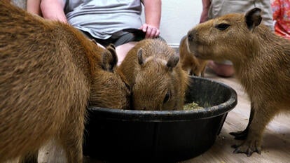 Capybaras eating from bowl