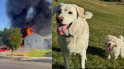 House on fire, the two dogs who were rescued by neighbors