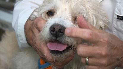 Putting Sunscreen on a Dog