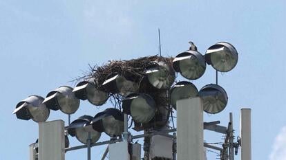 Nest on light tower