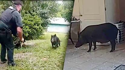 Deputy faces off with wild boar, wild boar in house