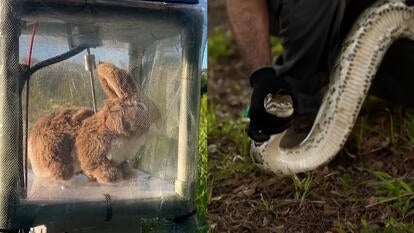 Stuffed bunny in glass case, Python trapped in man's hand