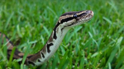 7-Foot Burmese Python