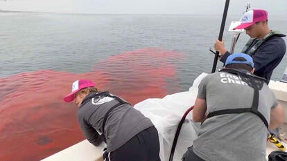 People on boat looking at pink dye in water