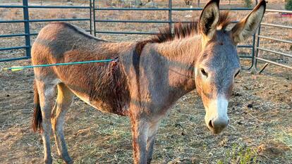 Wild Burro in a pen with an arrow protruding from her right shoulder
