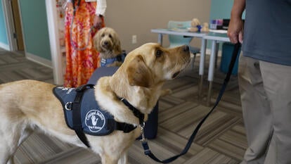 Ice the dog looks up, Kali the dog looks on in background