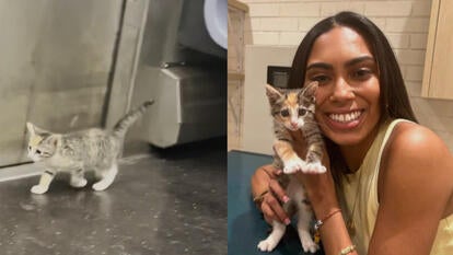 stray kitten on NYC subway, Betsaida Mercado and "Emmie"