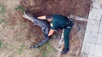 Deputy wrangling alligator