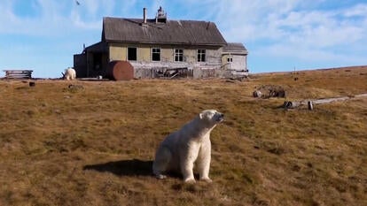 Polar bear sitting in front of house