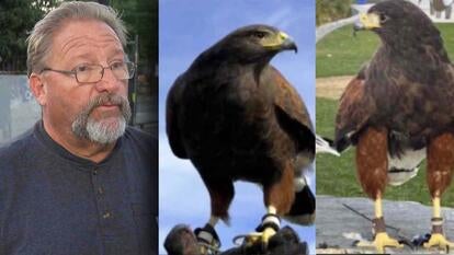 Man with beard and glasses, hawks