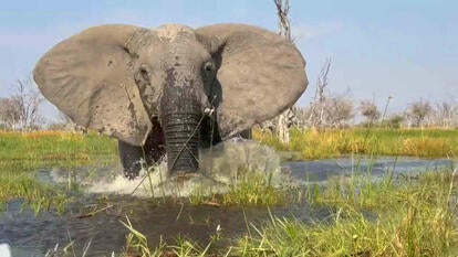 Elephant running in water toward camera