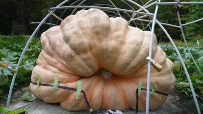 Pumpkin Weighing 1,931 Pounds 