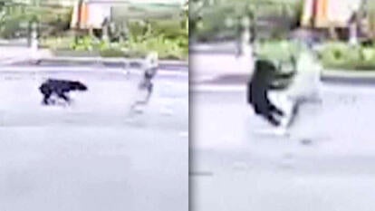 Bear chasing and attacking woman