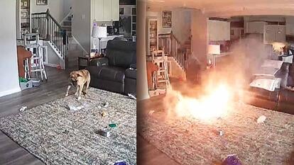 Dog in a living room chewing on something / Same living room on fire