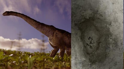 split image of stock animation of Sauropod/fossilized dinosaur footprint