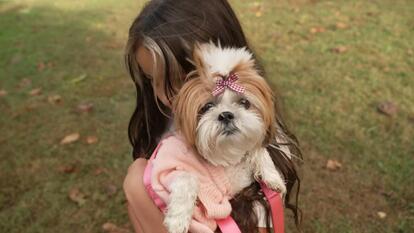 Shih Tzu, Princess