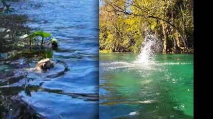 A monkey swimming in water / A splash from a monkey jumping into water