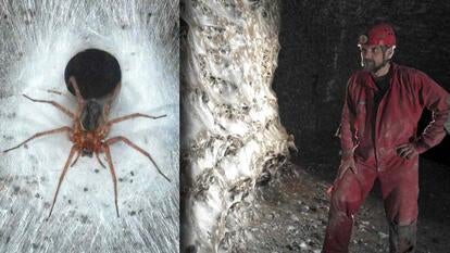 Spider perched on a web / Scientist admiring wall full of spider webs