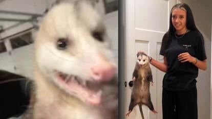 possum with its mouth open / Teen in a black t-shirt and pants holding a possum by the scruff