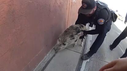 Cops Chase Wild Pig Running Around Highway