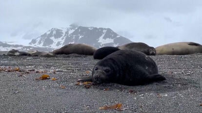 Elephant seals on beach with snow covered mountain in the distance