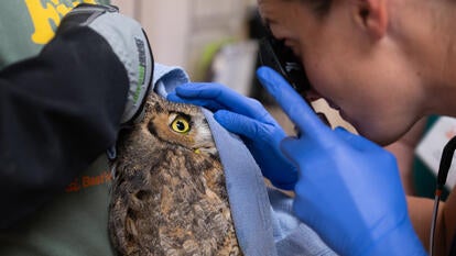 Woman uses medical instrument to look into eye of baby great horned owl, while holding it in gloved hand