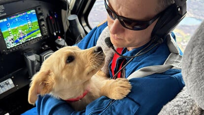 pilot on dark sunglasses cradles golden retriever puppy in plane cockpit