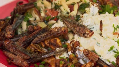 salad with prepared insects