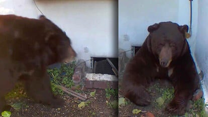 Bear walking toward house with a crawlspace opening / Large bear trying to exit a small crawlspace