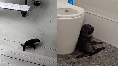 split image of baby seal outside bar/baby seal cowering next to toilet