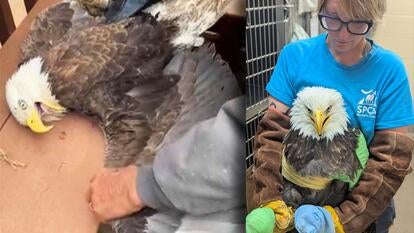 Bald eagle with wing being examined / Bald eagle with talons and wings wrapped up in medical gauze