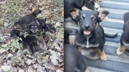 Group of puppies huddled together on the ground / A puppy looks up at rescuer from truck bed