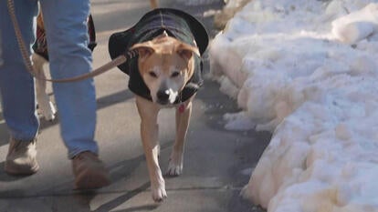 Person in jeans walking a medium sized brown dog wearing a puffer jacket