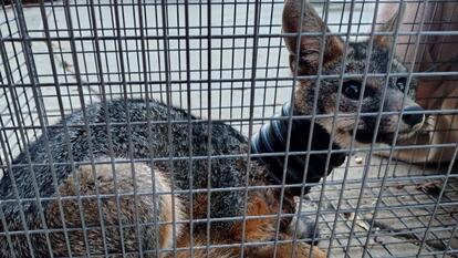 Fox With Pipe Stuck Around Neck