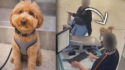 Curly haired light brown dog sitting / Surveillance footage of a woman checking into her flight but her dog's leash is tied to a pole