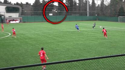 Seagull Knocked Unconscious By Soccer Ball