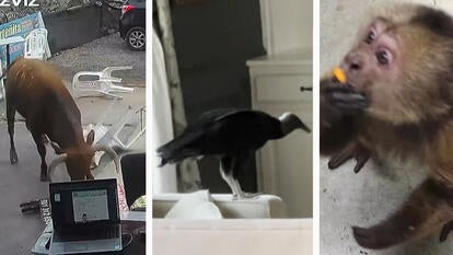 Animals That Caused Chaos