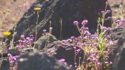 Wildflowers blooming in desert setting 