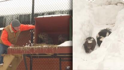 Zookeeper looking in on porcupines, skunks in the snow