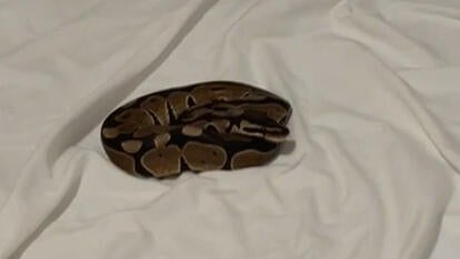 Snake on a bed