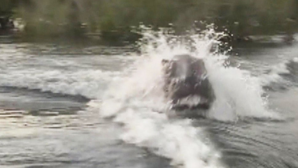 A hippo chasing a tourist boat in Kenya