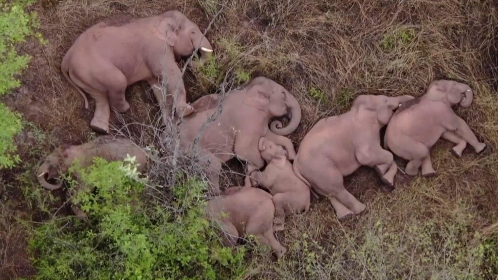 Elephants Napping