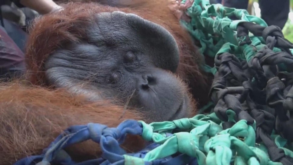 Jala the Orangutan before being released into the wild