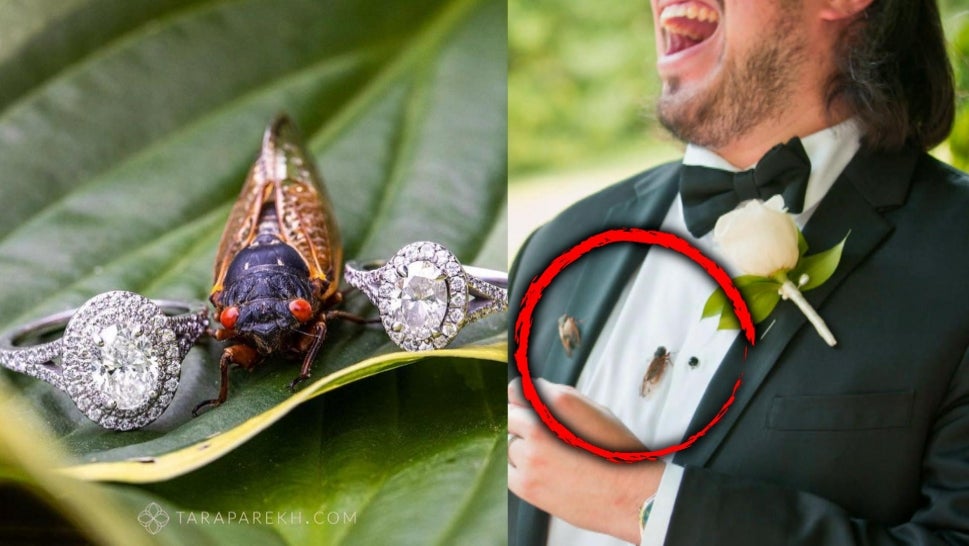 Cicada Wedding