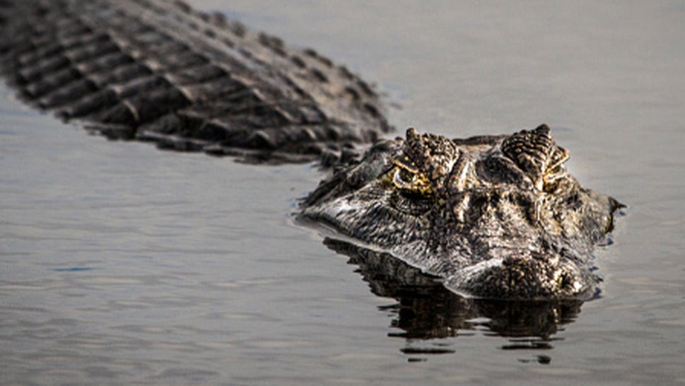 Stock image of an alligator swimming in lake. 