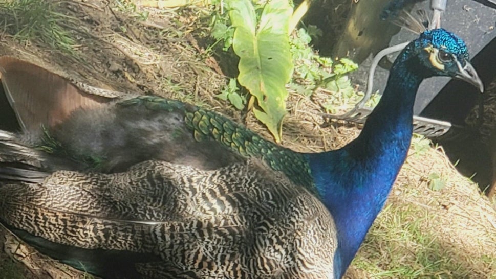 Azul the Peacock