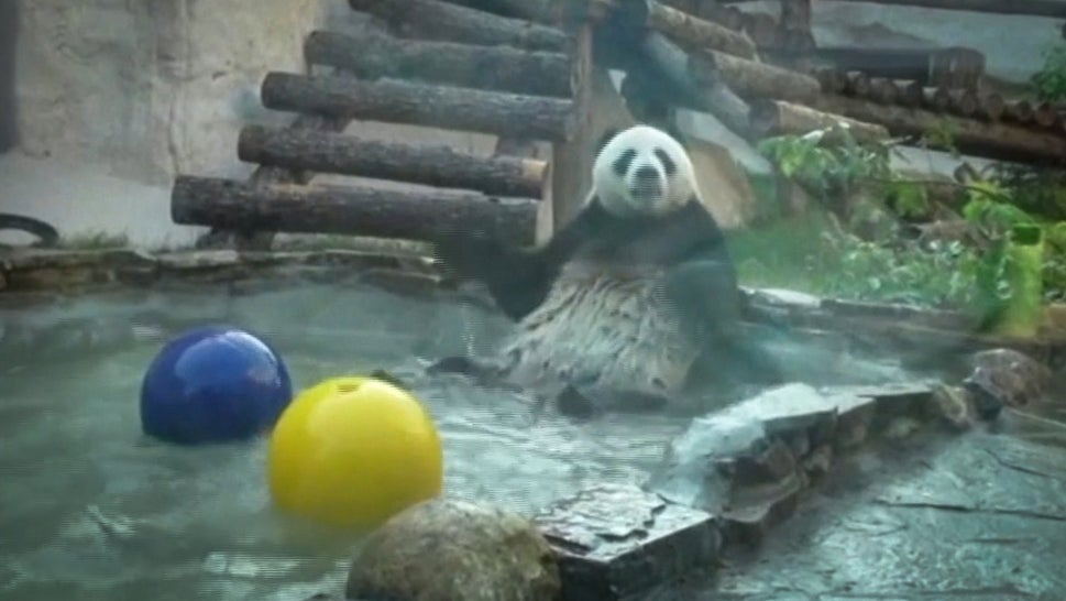 How Do You Keep Your Panda Cool in a Heatwave?