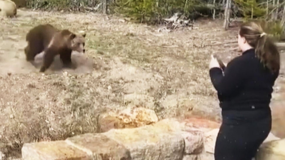 Samantha Dehring getting close to a bear