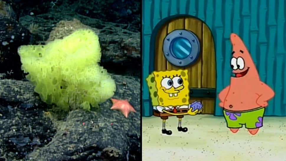 Two marine animals that resemble Spongebob and Patrick Star